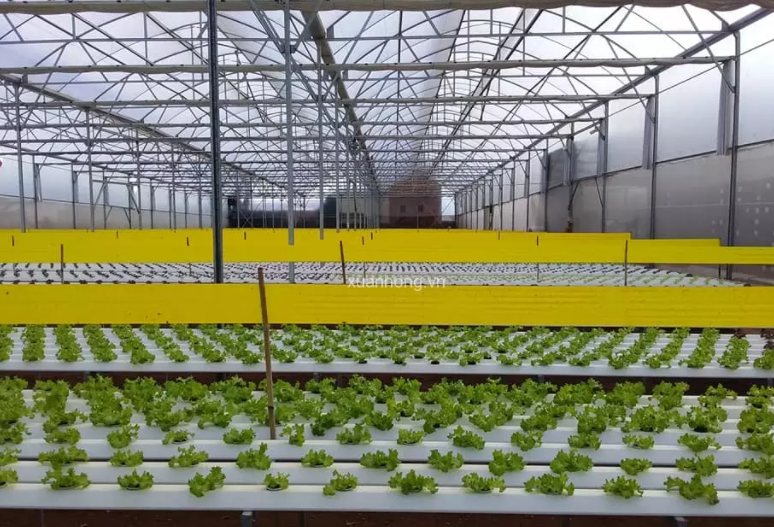 NÔNG NGHIỆP SẠCH