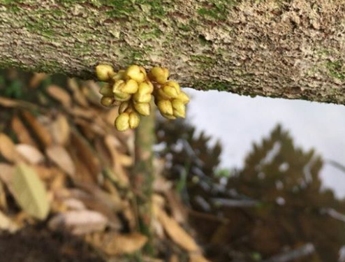 KỸ THUẬT CHĂM SÓC SẦU RIÊNG GIAI ĐOẠN RA HOA MẮT CUA