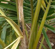 BỆNH THỐI ĐỌT DỪA