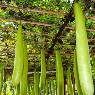 KỸ THUẬT TRỒNG VÀ CHĂM SÓC BẦU DÀI