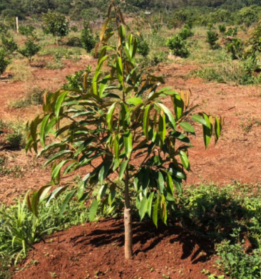 CHĂM SÓC CÂY MỚI TRỒNG