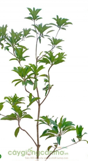 PHÒNG TRỊ SÂU BỆNH TRÊN HỒNG XIÊM