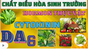 CYTOKININ-DA6-THẦN DƯỢC CỦA CÂY TRỒNG