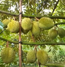 KỸ THUẬT XỬ LÝ RA HOA SẦU RIÊNG