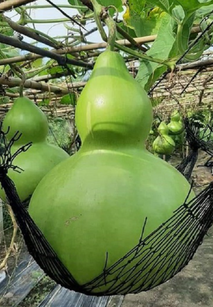 KỸ THUẬT TRỒNG VÀ CHĂM SÓC BẦU HỒ LÔ