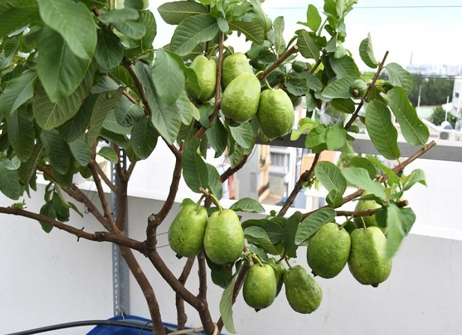 TOP 12 CÂY ĂN TRÁI TRỒNG SÂN THƯỢNG