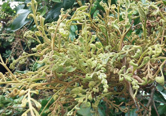 BỆNH CHỔI RỒNG HẠI NHÃN VÀ CÁCH PHÒNG TRỊ