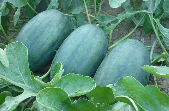 KỸ THUẬT TRỒNG DƯA HẤU