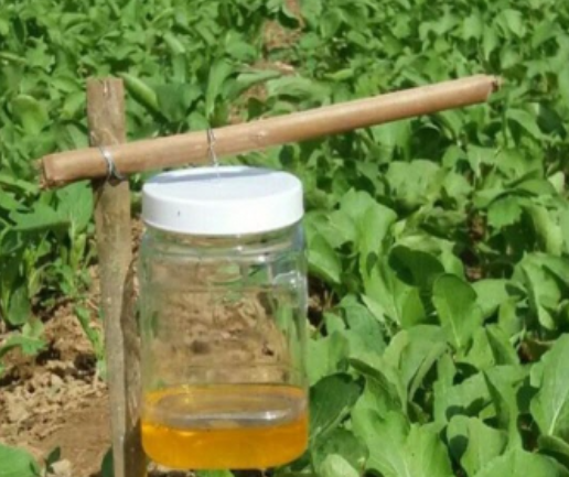 BẪY CHUA NGỌT NGĂN NGỪA SÂU BỌ