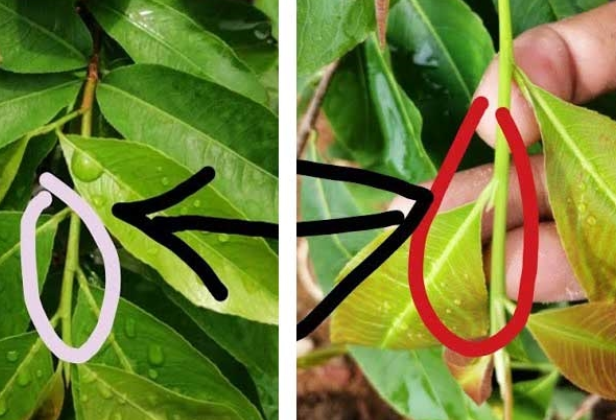 CÁCH XỬ LÝ KHI CÂY BỊ NGỘ ĐỘC THUỐC BVTV