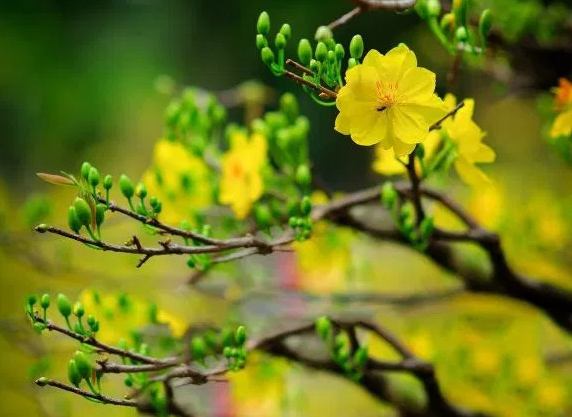 CÁCH CHĂM SÓC MAI VÀNG SAU TẾT