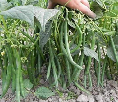 KỸ THUẬT TRỒNG ĐẬU CÔ VE TẠI NHÀ