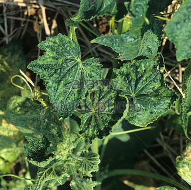 SÂU BỆNH HẠI DƯA LEO