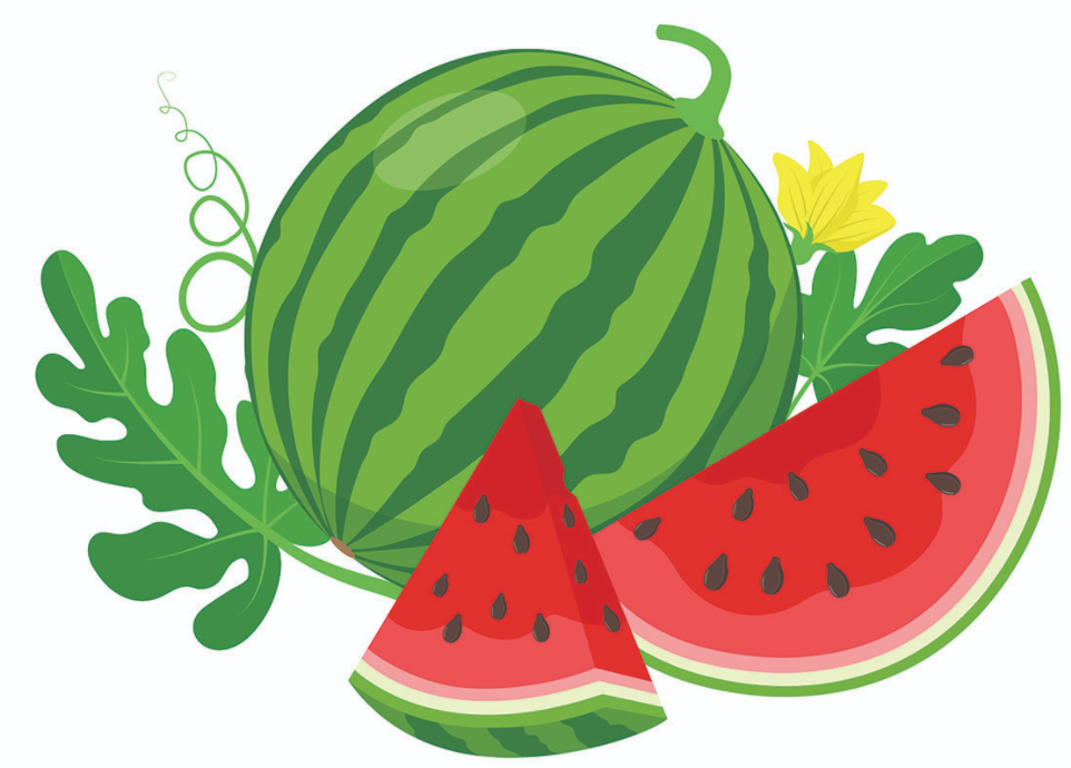 THU HOẠCH VÀ BẢO QUẢN DƯA HẤU