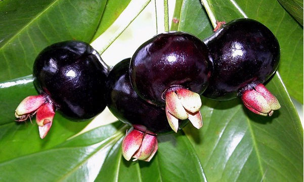 CHERRY BRAZIL CÓ TRỒNG ĐƯỢC Ở VIỆT NAM KHÔNG?