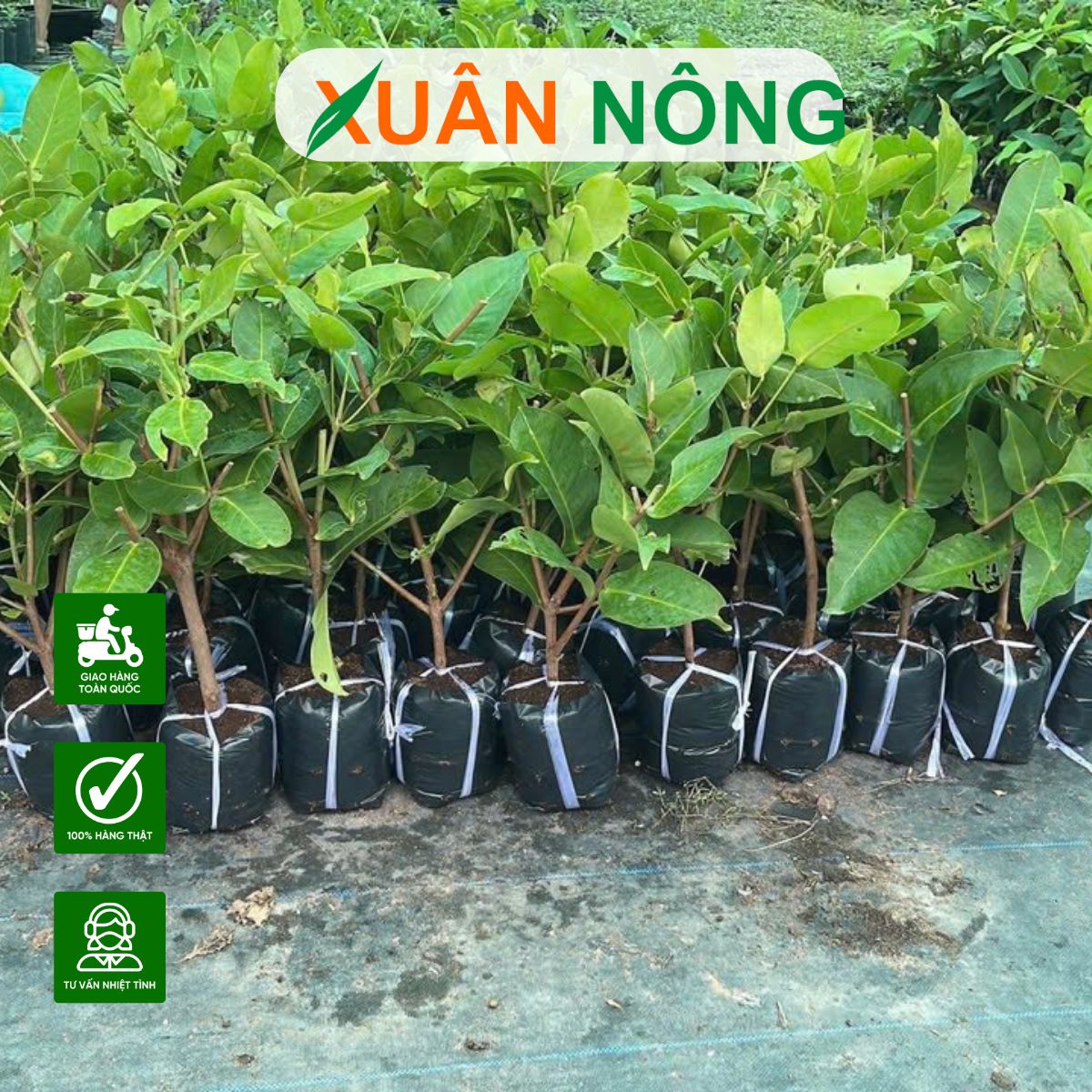 BÍ QUYẾT CHỌN CÂY GIỐNG ĂN TRÁI CHẤT LƯỢNG, TRÁNH BỊ SÂU BỆNH