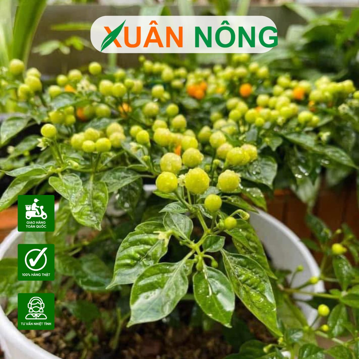 CÂY ỚT PERU: ĐẶC ĐIỂM, CÁCH TRỒNG VÀ TIỀM NĂNG KINH TẾ