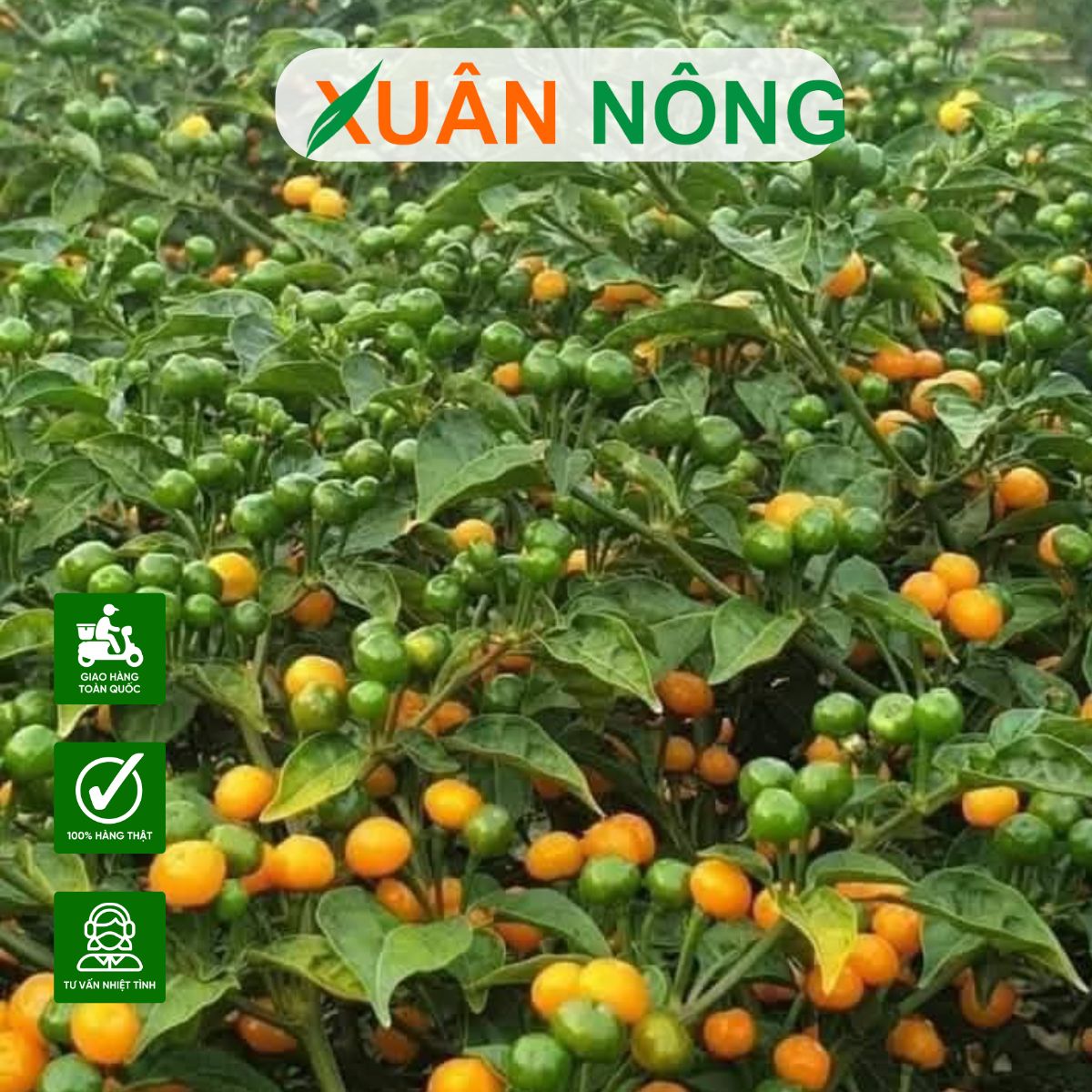 CÂY GIỐNG ỚT PERU: CHỌN CÂY GIỐNG VÀ CÁCH CHĂM SÓC HIỆU QUẢ