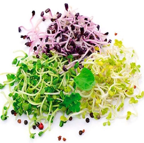 HÀM LƯỢNG DINH DƯỠNG RAU MẦM