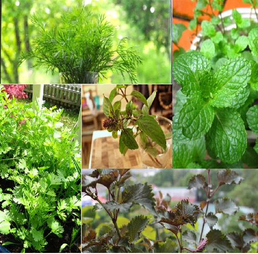 THỜI ĐIỂM VÀ CÁCH BÓN PHÂN CÁC LOẠI CÂY THẢO MỘC