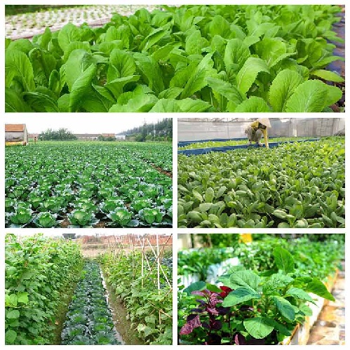 KỸ THUẬT TRỒNG RAU MÀU NĂNG SUẤT CAO