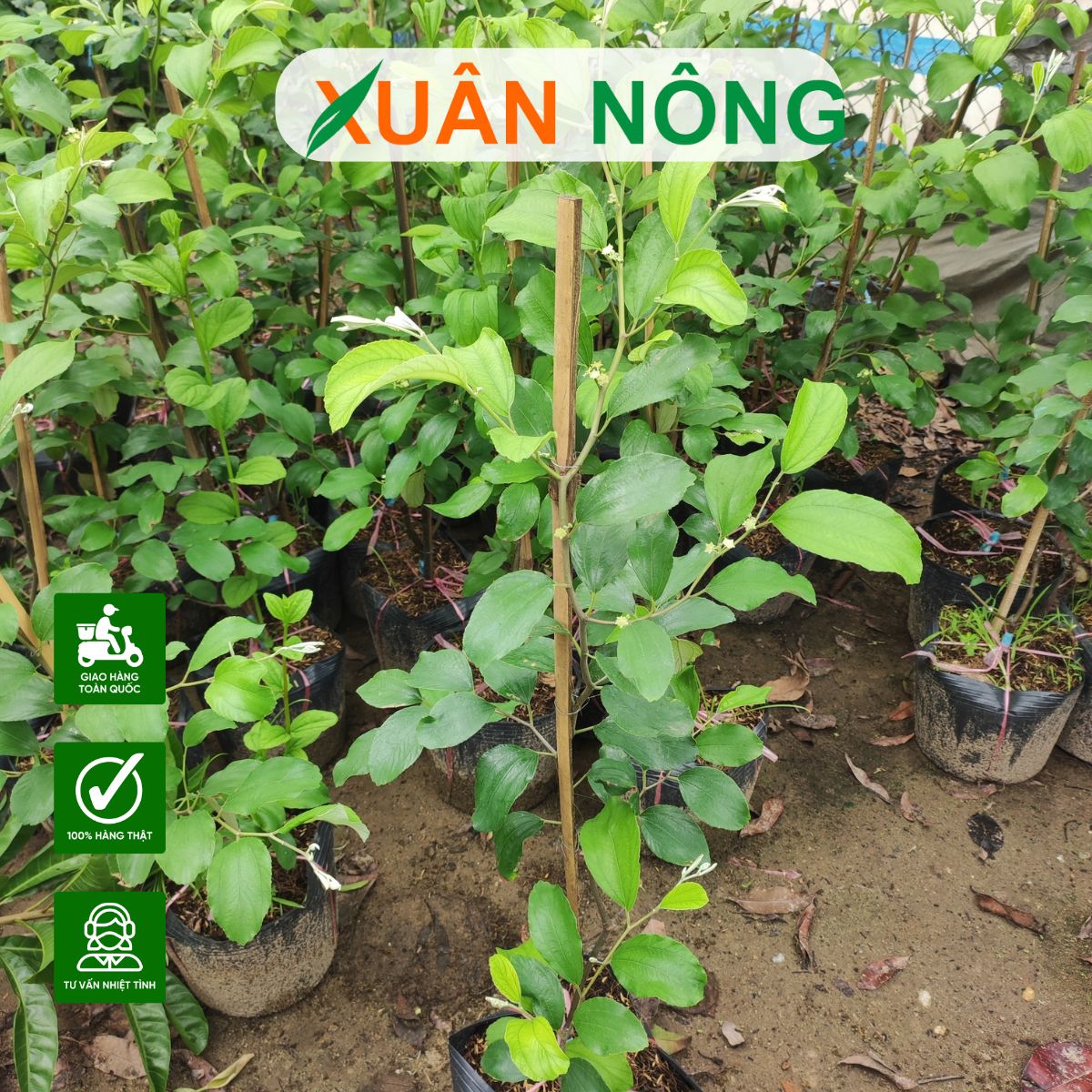 CÂY GIỐNG CHẤT LƯỢNG CAO LÀ GÌ? THẾ NÀO LÀ CÂY GIỐNG TỐT ?