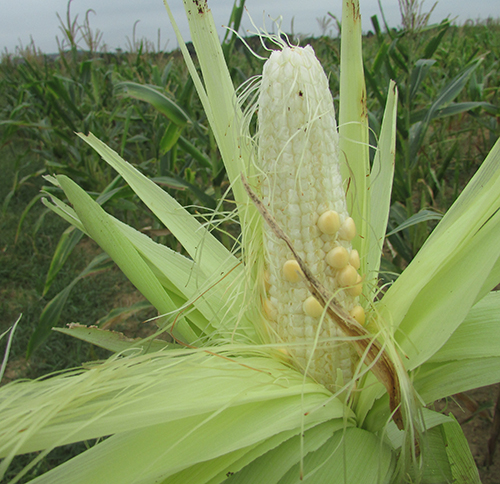 CÁCH KHẮC PHỤC HIỆN TƯỢNG BẮP KHÔNG HẠT