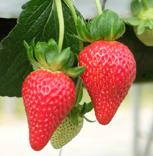 TỰ TRỒNG DÂU TÂY CỰC ĐƠN GIẢN NGAY TẠI NHÀ