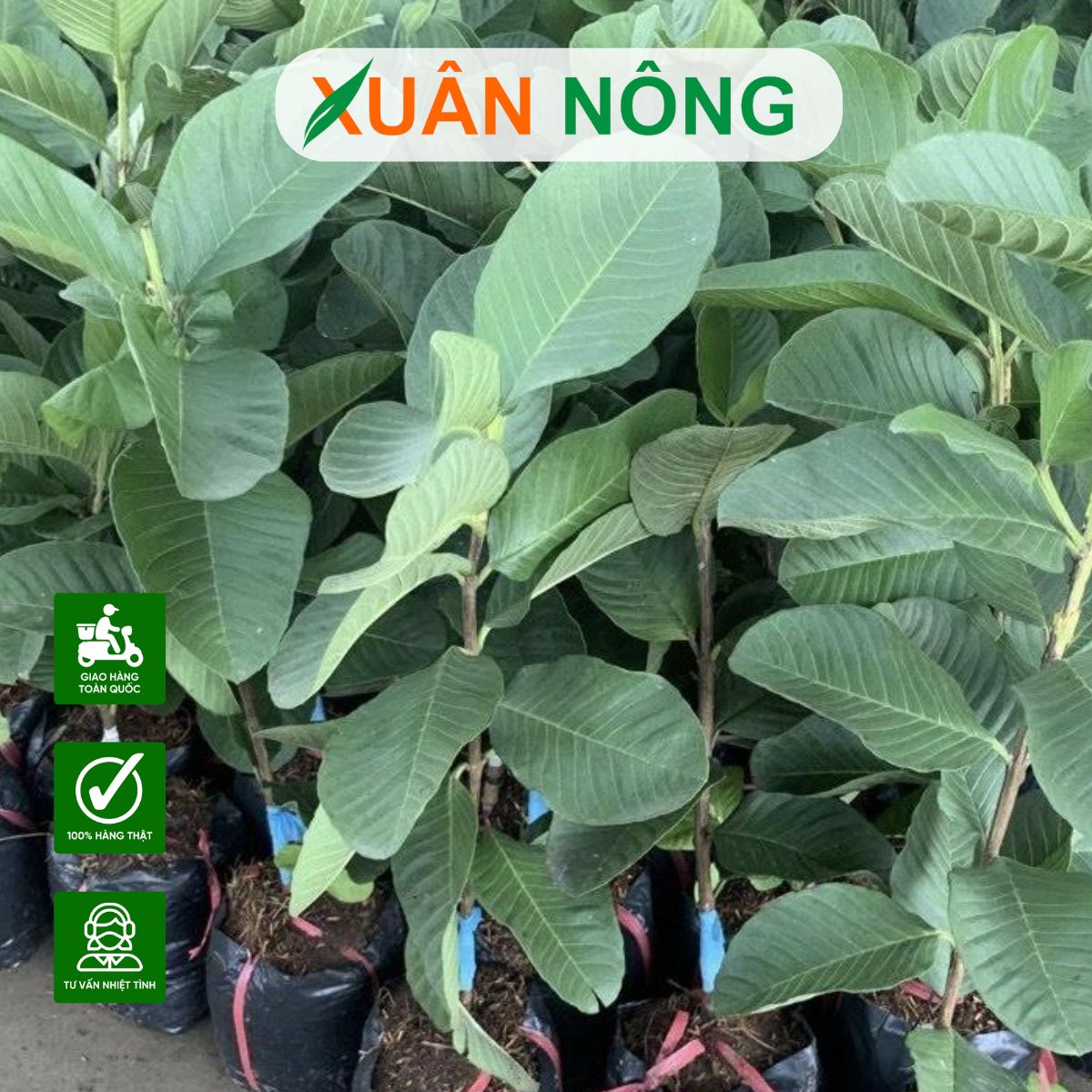 CÂY GIỐNG CẦN THƠ UY TÍN - GIÁ TỐT- CHẤT LƯỢNG - BẢO HÀNH CHUẨN GIỐNG