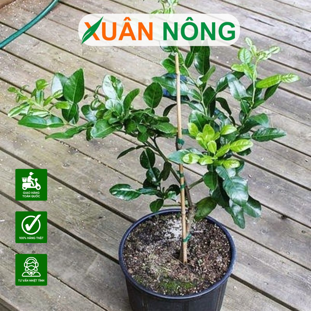 CÂY GIỐNG CHÚC ĂN LÁ: KỸ THUẬT NHÂN GIỐNG, BÓN PHÂN, PHÒNG BỆNH