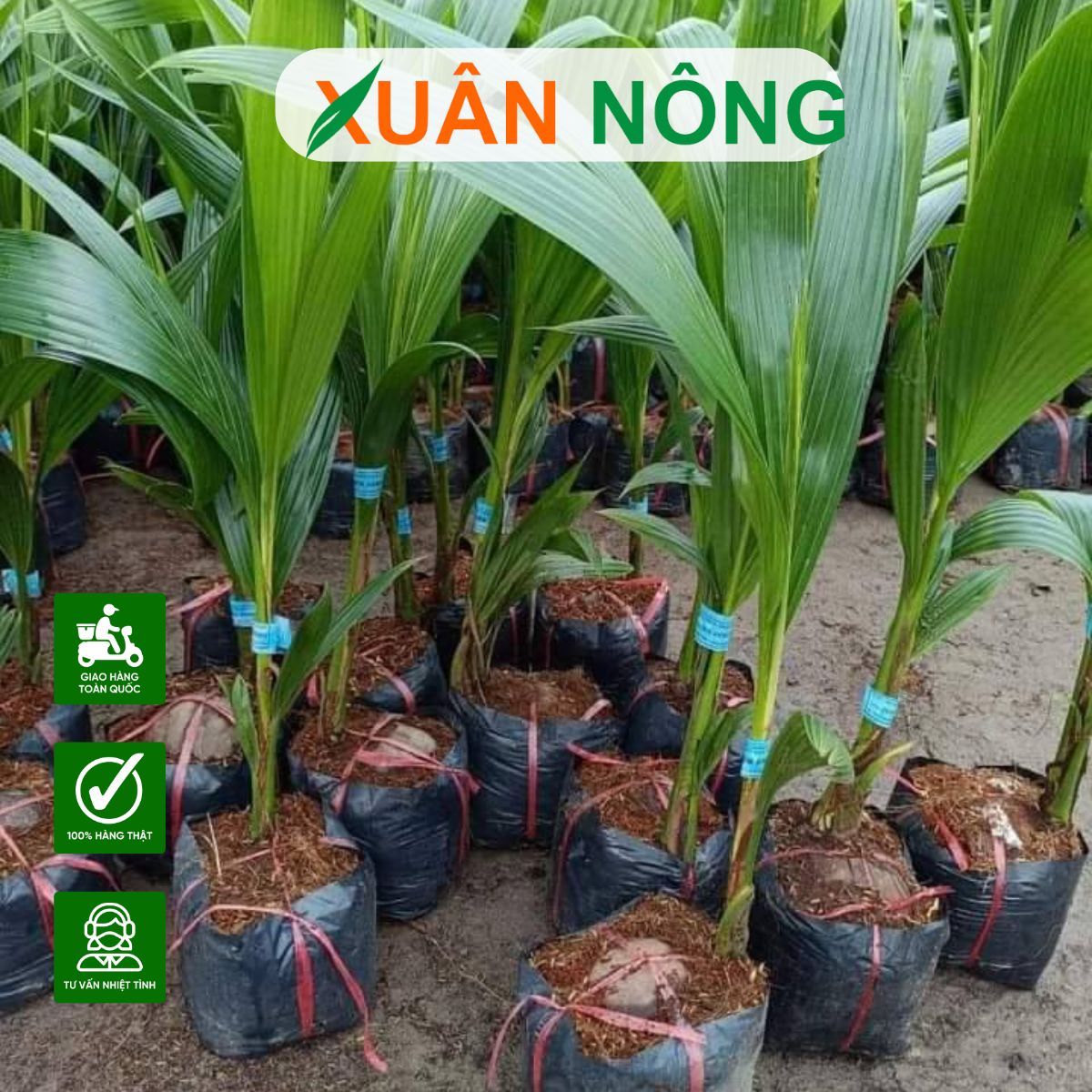 TOP 7 CÂY GIỐNG ĂN TRÁI NĂNG SUẤT CAO 2025