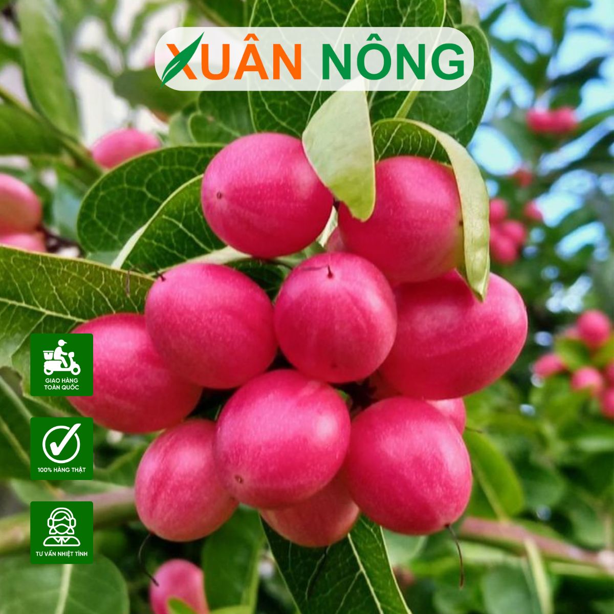 Hướng dẫn cách trồng cây Siro từ hạt tại nhà đơn giản