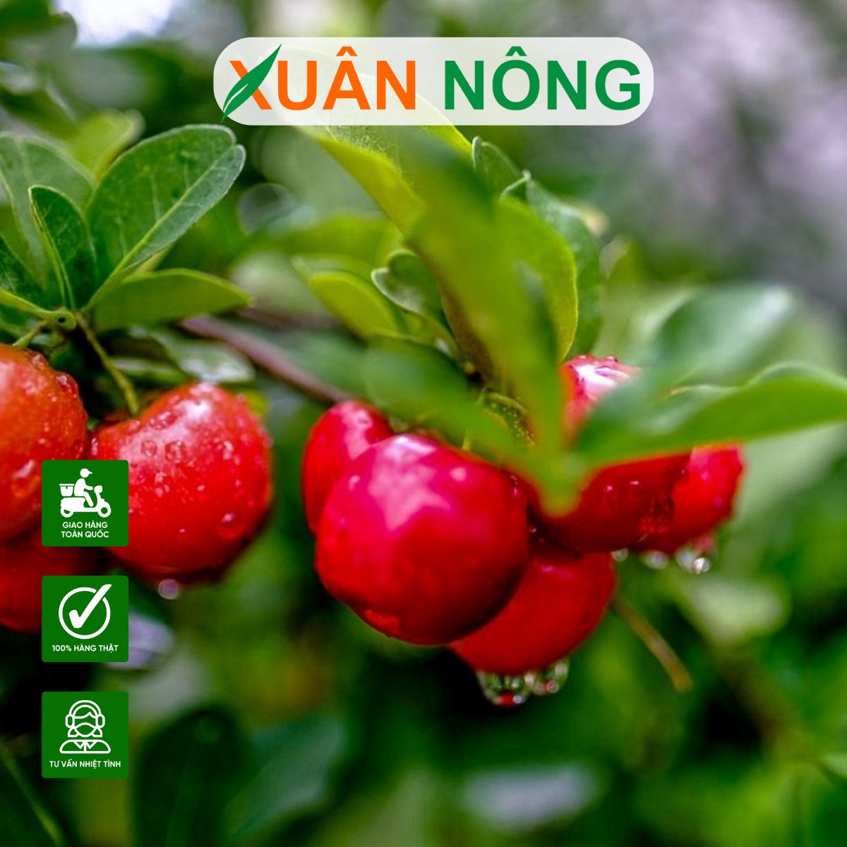 Cây siro: Đặc điểm, công dụng và kỹ thuật trồng hiệu quả