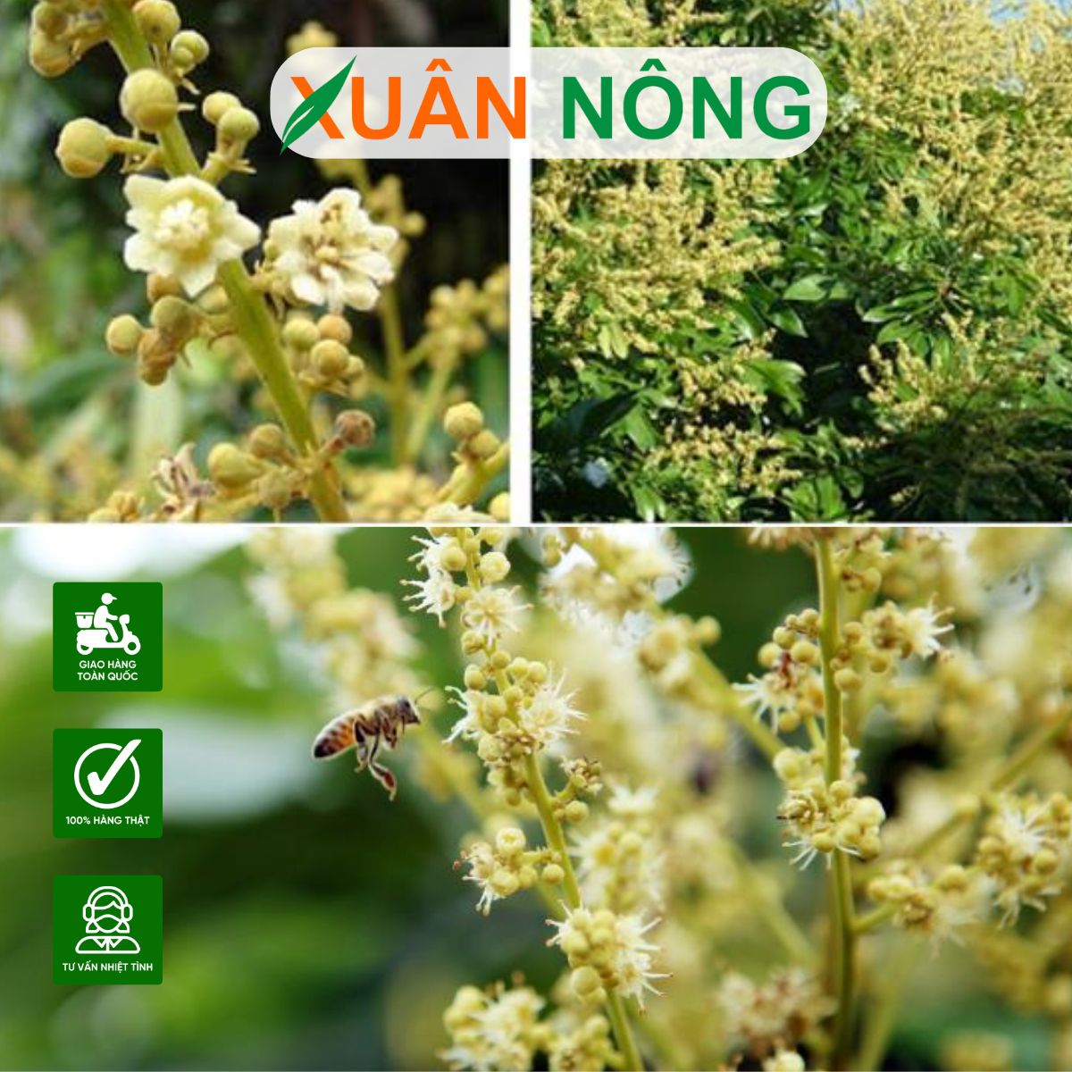 KỸ THUẬT XỬ LÝ RA HOA TRÊN CÂY NHÃN INDO HIỆU QUẢ CAO