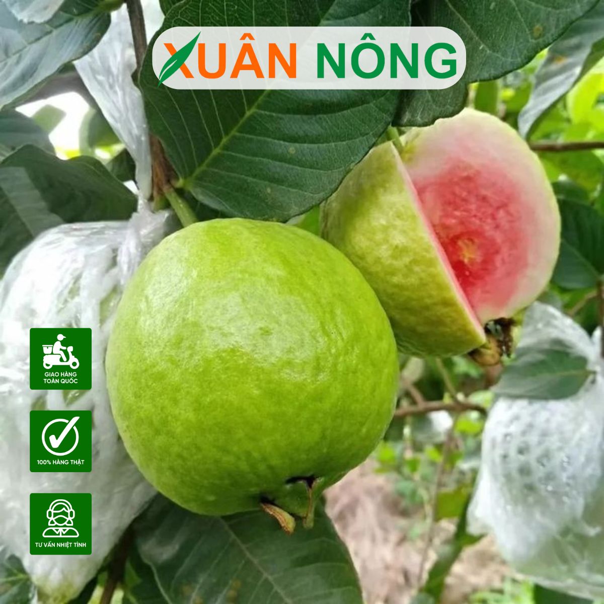 Cây ổi ruột hồng Ruby: Đặc điểm, công dụng, cách trồng và chăm sóc