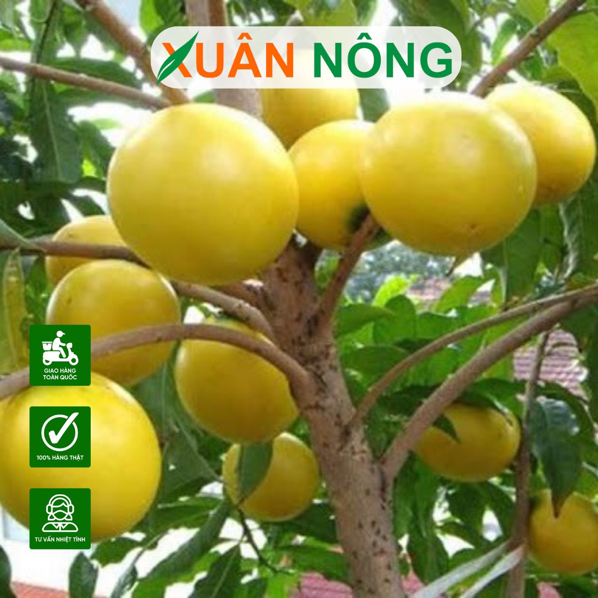 CÂY VÚ SỮA HOÀNG KIM: GIỐNG MỚI NĂNG SUẤT CAO, THƠM NGỌT VƯỢT TRỘI