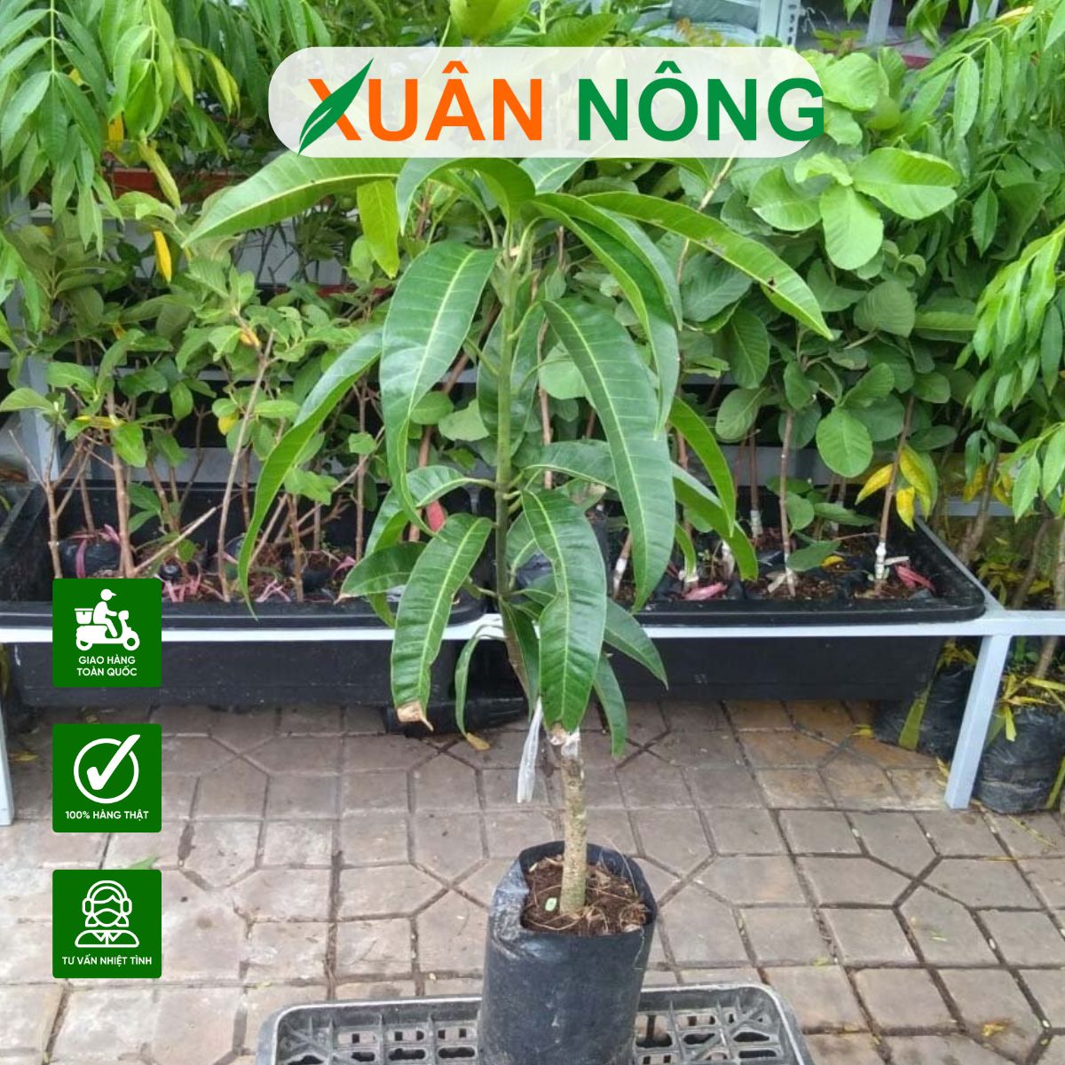 TIÊU CHÍ NHẬN BIẾT VÀ CÁCH LỰA CHỌN CÂY GIỐNG CHẤT LƯỢNG CAO