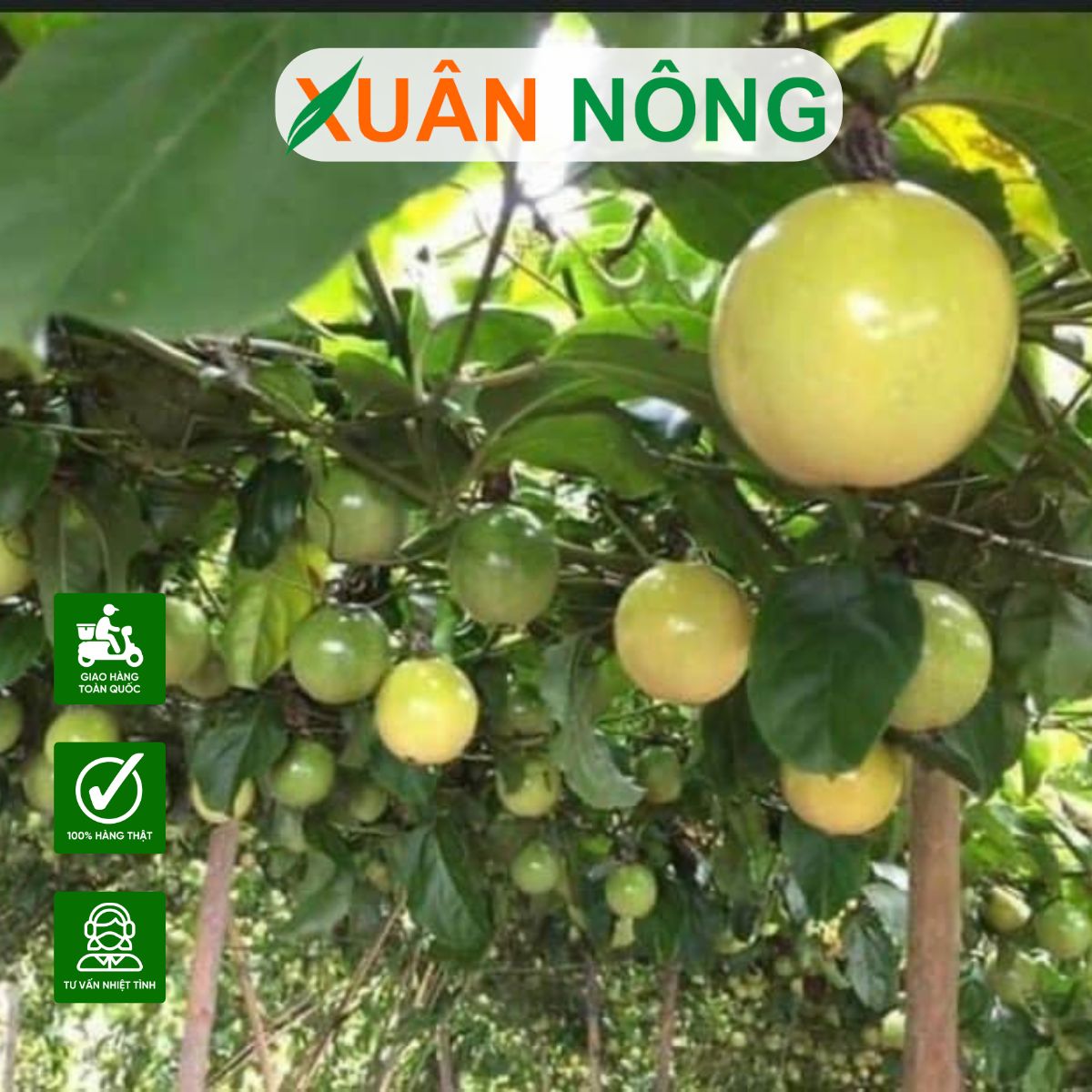 Kỹ thuật trồng chanh dây vàng siêu ngọt: Hướng dẫn từ A-Z