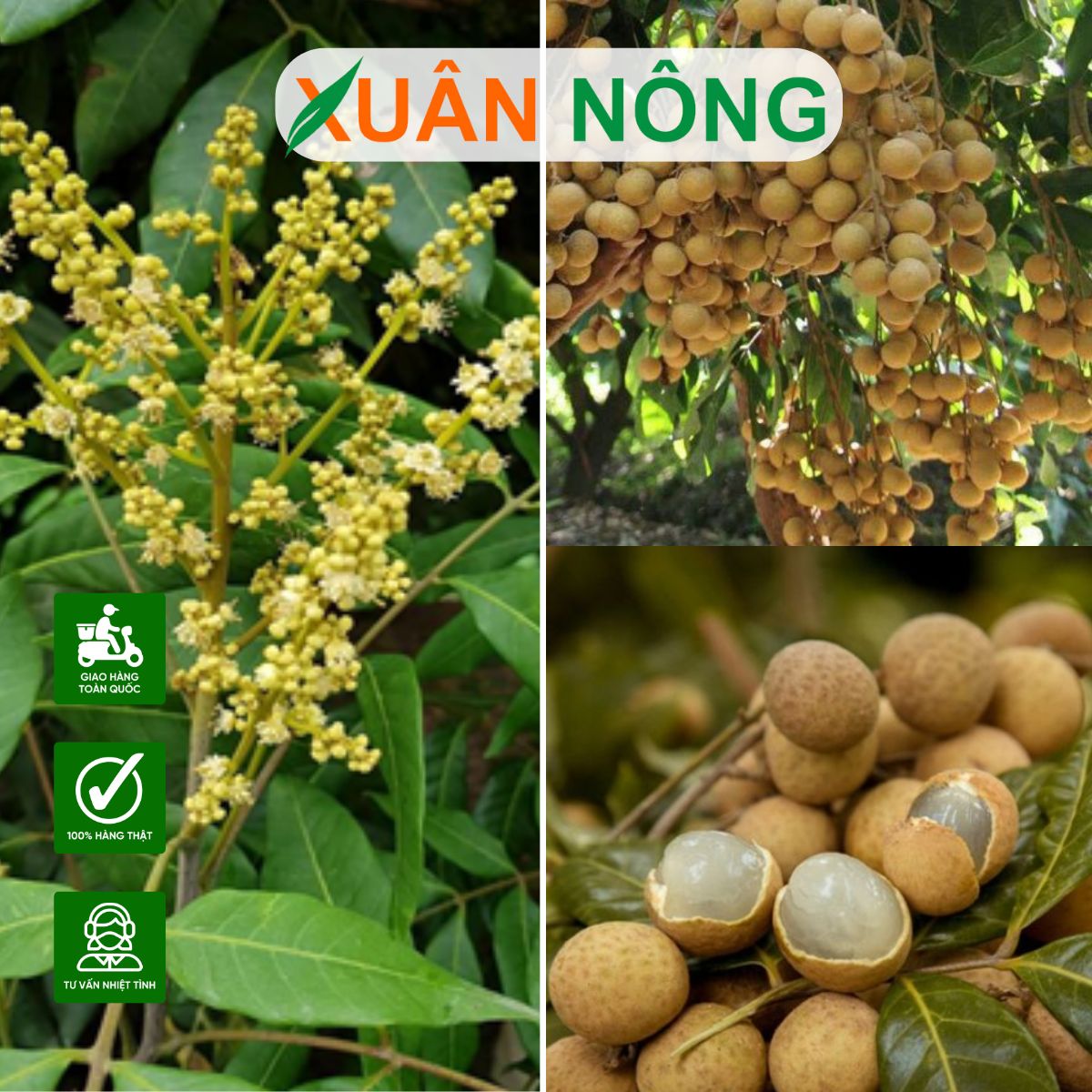 KỸ THUẬT TRỒNG VÀ CHĂM SÓC CÂY NHÃN IDO CHO NĂNG SUẤT CAO