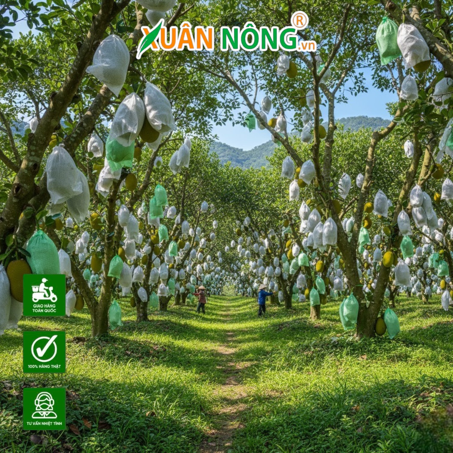 Bí Mật Đằng Sau Những Trái Mít Nặng Trĩu Cành Không Một Vết Sâu Nhờ Chiếc Túi Bao Chuyên Dụng