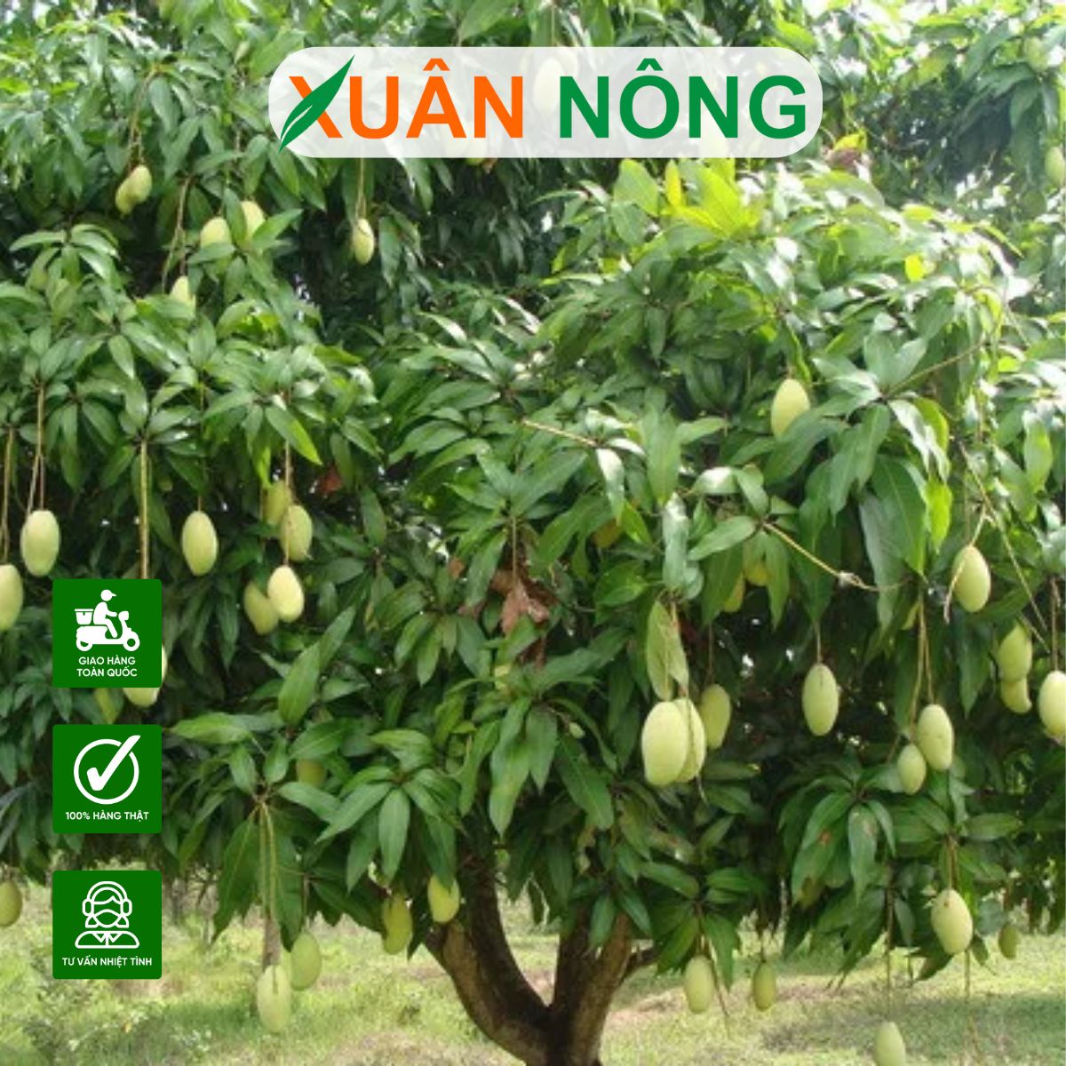 Cách trồng và chăm sóc cây xoài xanh Đài Loan cho năng suất cao