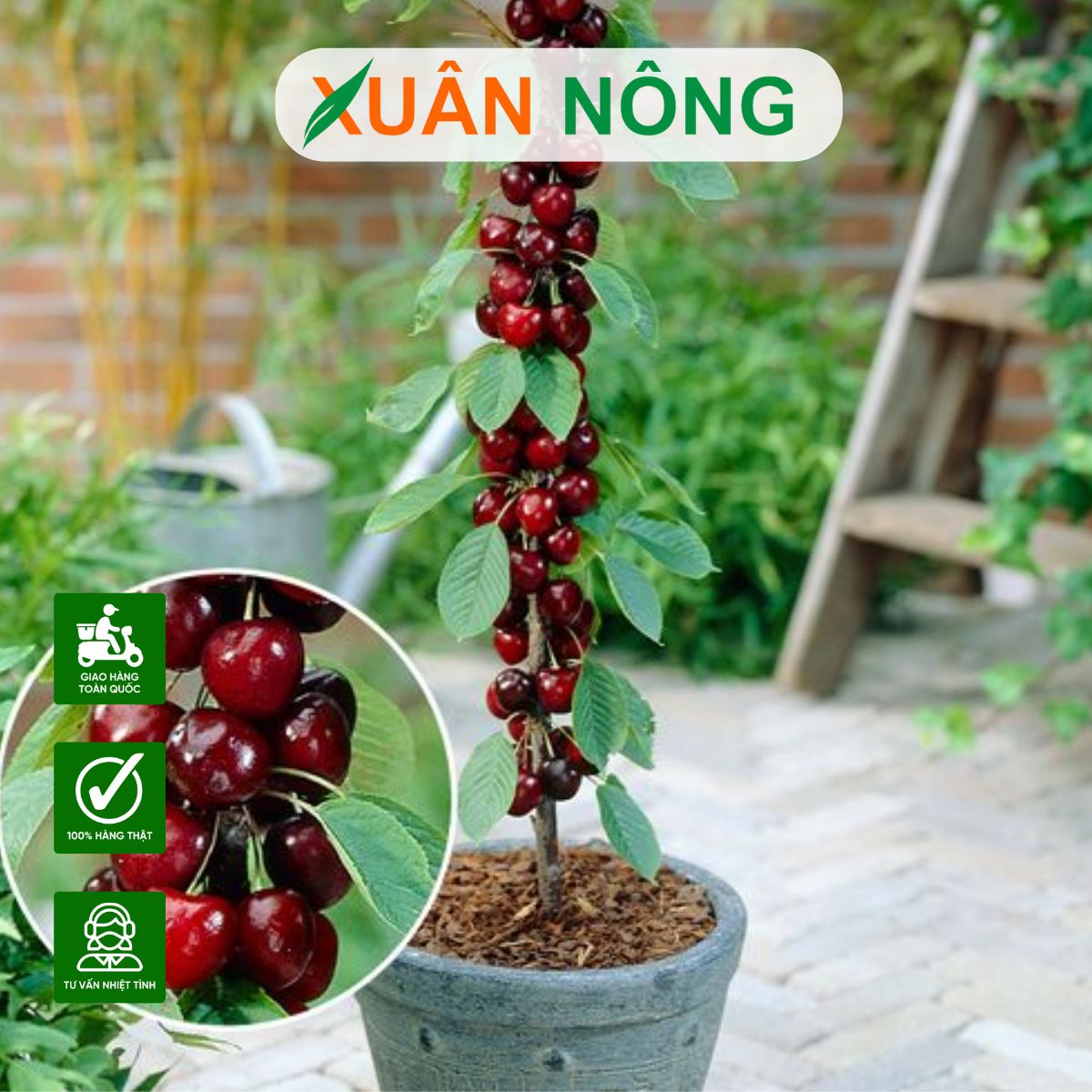 CÁCH CHỌN CHẬU TRỒNG CÂY ĂN TRÁI CHO BAN CÔNG, SÂN THƯỢNG NHỎ HẸP