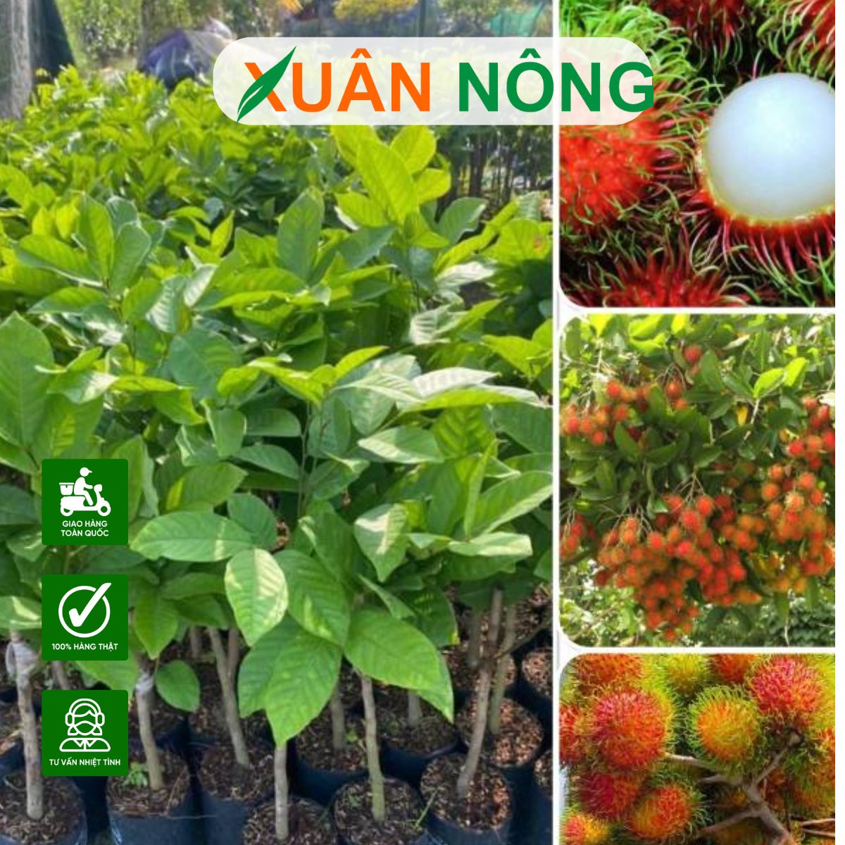 MUA CÂY GIỐNG ĂN TRÁI Ở ĐÂU UY TÍN? KỸ THUẬT TRỒNG CÂY HIỆU QUẢ