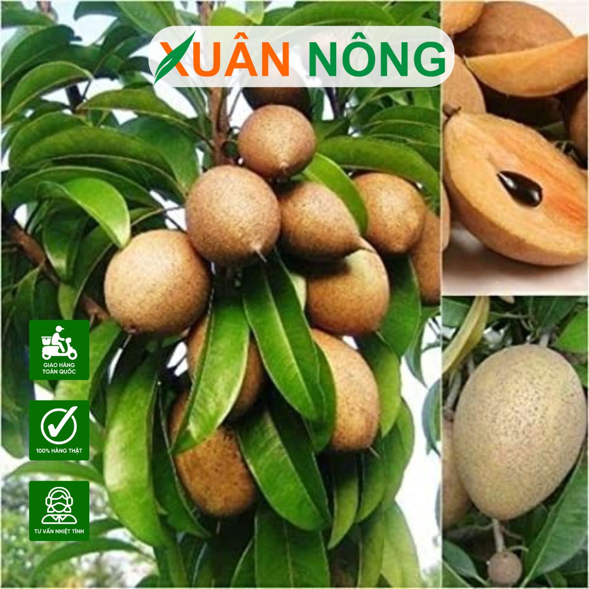 CHỌN CÂY GIỐNG SAPOCHE CHUẨN: BÍ QUYẾT QUYẾT ĐỊNH NĂNG SUẤT CAO