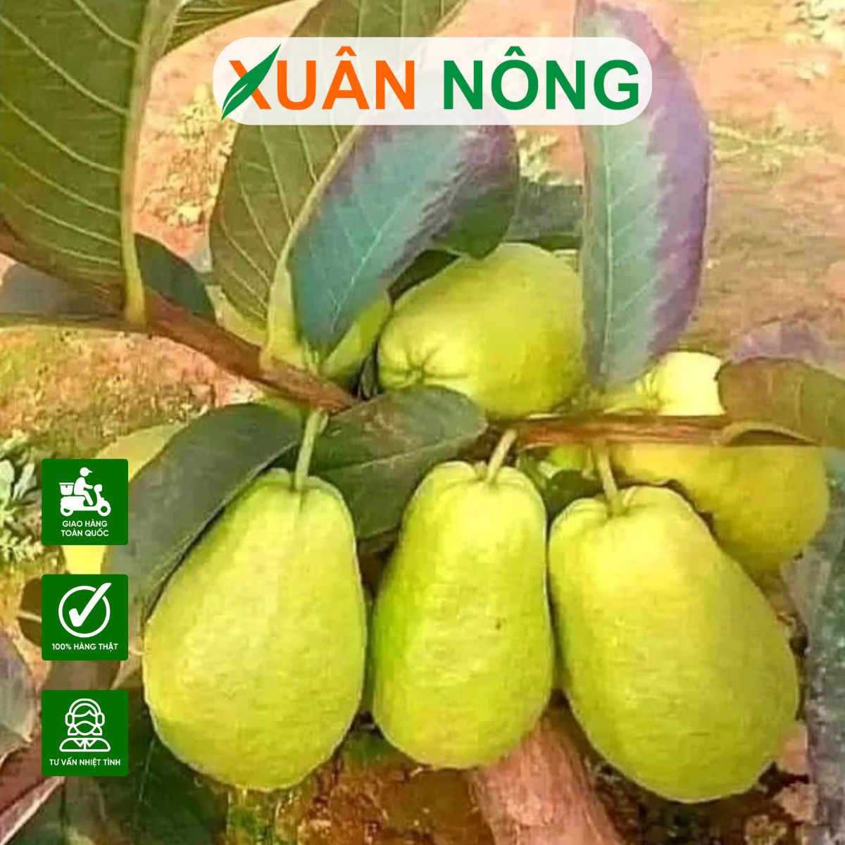 Cây ổi lê Đài Loan: Nguồn gốc, công dụng, cách trồng và chăm sóc