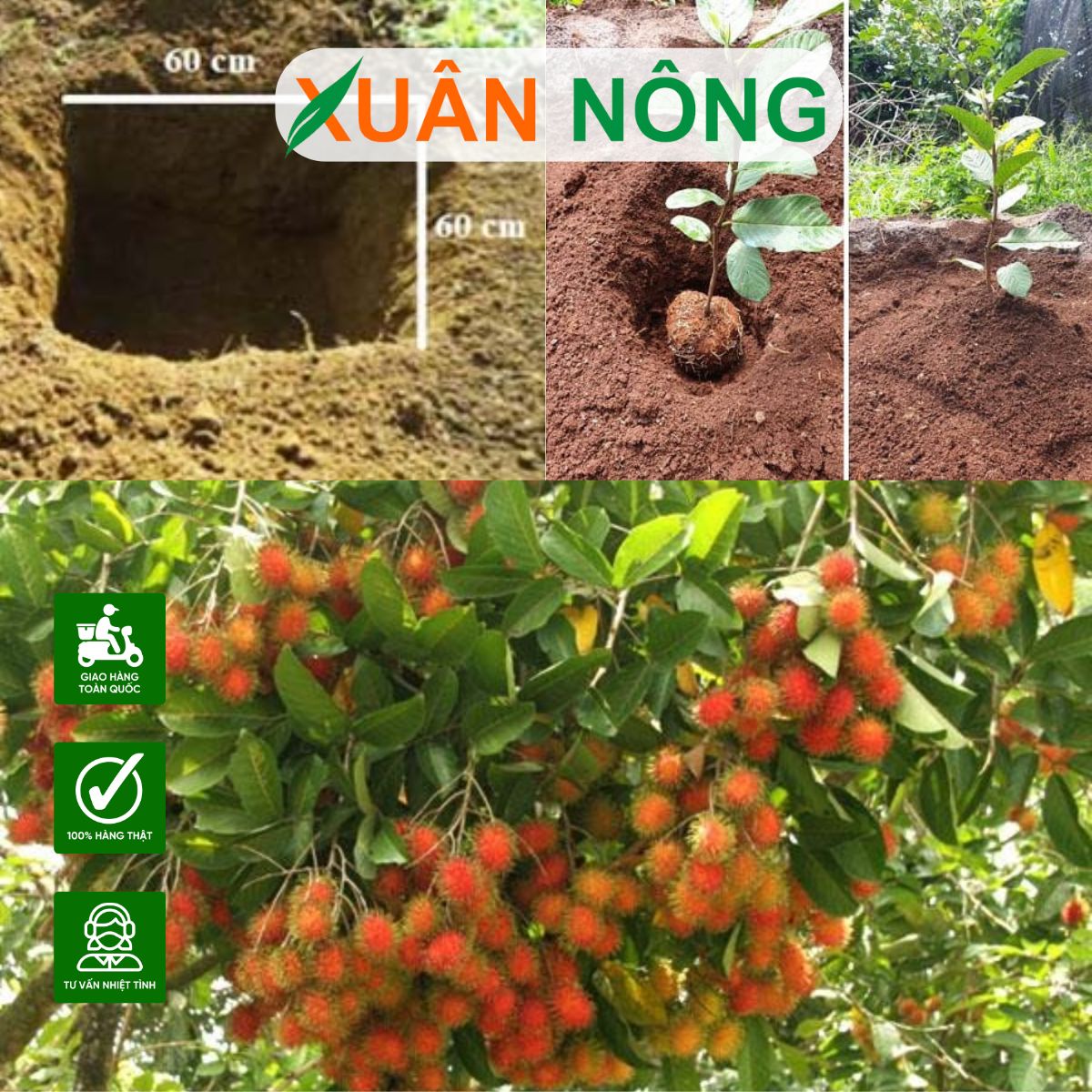 Kỹ thuật trồng và chăm sóc Cây chôm chôm thái sai quả