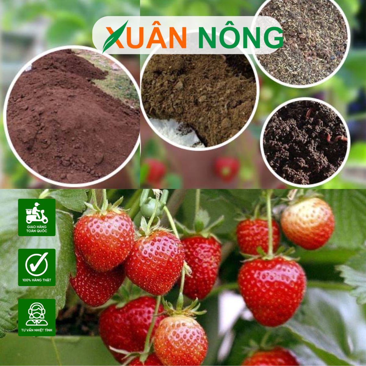 CÁCH LÀM ĐẤT TRỒNG DÂU TÂY ĐÚNG CHUẨN: KINH NGHIỆM TỪ NHÀ VƯỜN LÂU NĂM