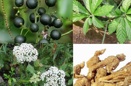 KỸ THUẬT CHỌN VÀ NHÂN GIỐNG CÂY DƯỢC LIỆU