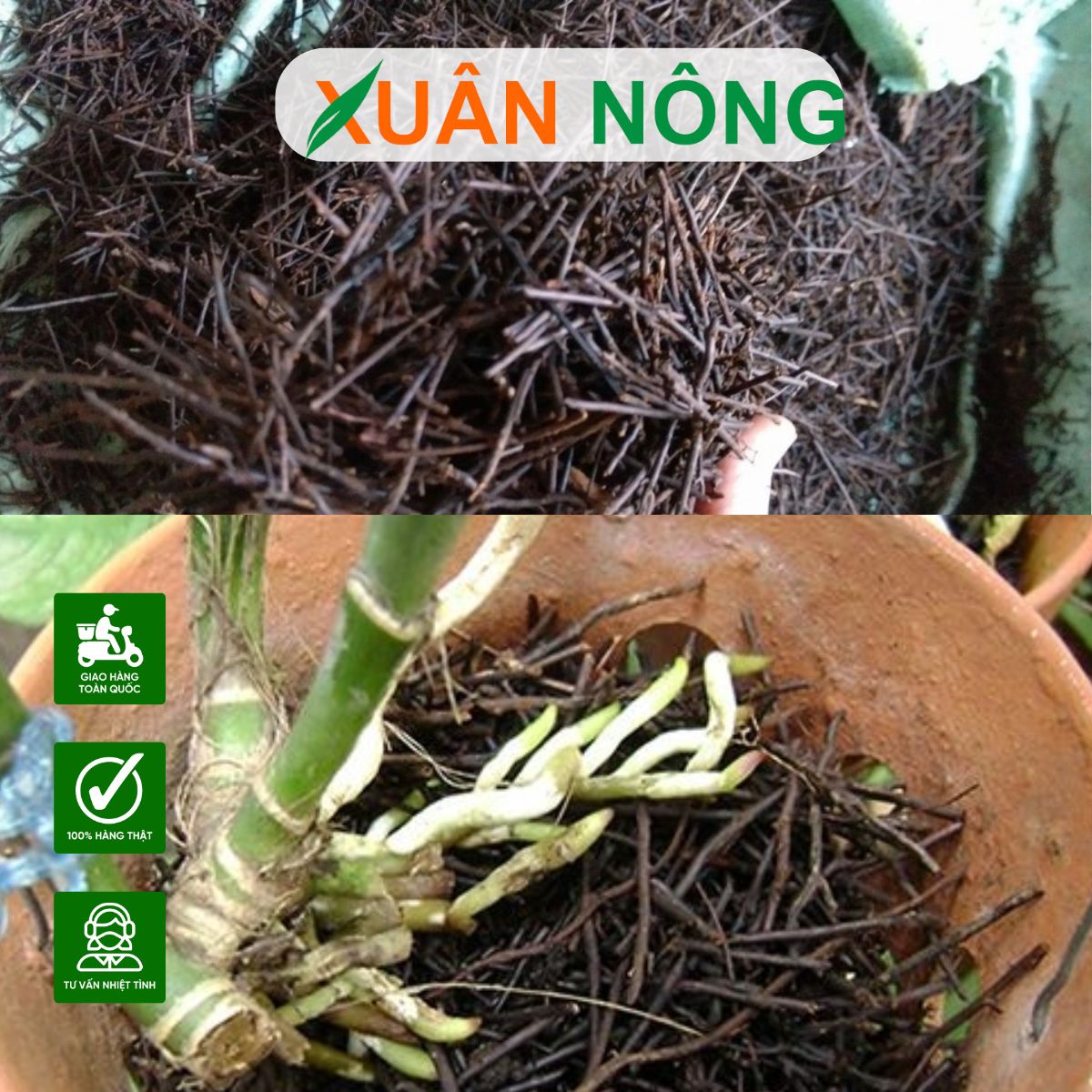 GIÁ THỂ TRỒNG LAN GỒM NHỮNG LOẠI NÀO? CÁCH TRỘN GIÁ THỂ ĐÚNG CHUẨN