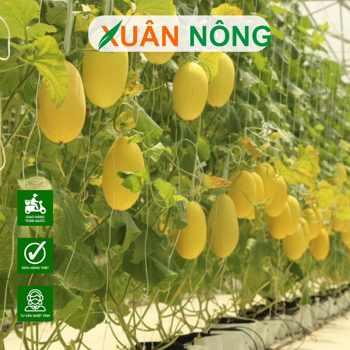 CÁC GIỐNG DƯA LƯỚI THÍCH HỢP TRỒNG TRONG NHÀ MÀNG?